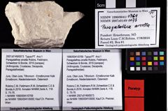 Foto (Objket + Etiketten) von Paragalathea arcella (Robins, Feldmann, Schweitzer & Bonde, 2016) 